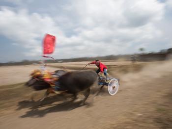 马都拉赛牛盛会